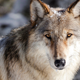 A western gray wolf.